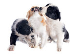 puppies border collies and chihuahua