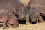 Hippo family