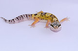 juvenile leopard gecko (Eublepharis macularius)
