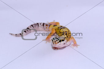 juvenile leopard gecko (Eublepharis macularius)