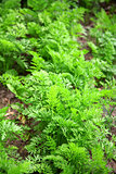 Bed of young carrots growing
