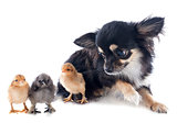 young chicks and chihuahua