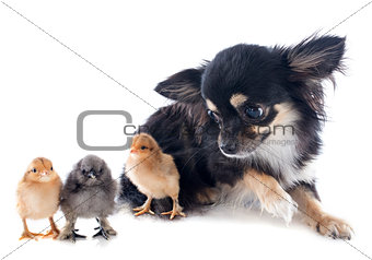 young chicks and chihuahua