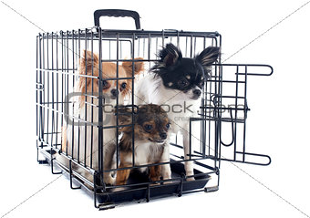chihuahuas in kennel