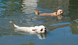 swimming chihuahuas