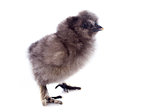 young Silkie chick