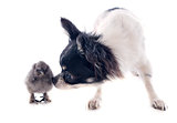 young chick and chihuahua