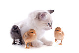 birman kitten and chicks