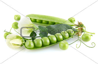 fresh green pea in the pod with leaves and flower