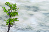 Single Tree By Motion Blurred River Water