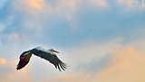 white stork flying 
