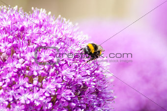 Honey Bee on Allium