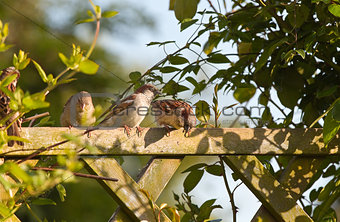 House sparrows on fence with climbers 