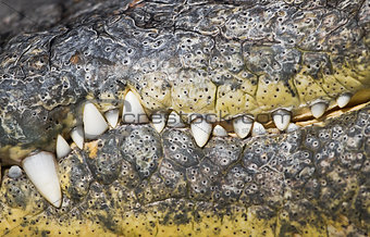 Crocodile scary row of teeth in beak