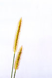 grass isolated on white background