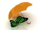 Green butterfly sits under an orange umbrella