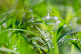Grass and water drops