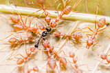 red ants teamwork hunt