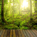 rainforest with ray of lights and plank woods, suitable for prod