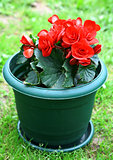 Red blossoming begonia