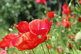 detail of beautiful poppies