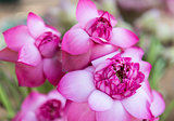 Pink fresh lotus bud flower