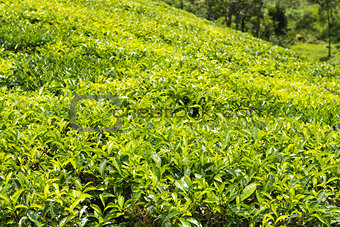 Green plantation of Ceylon tea