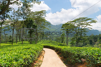 Fresh green Ceylon tea plantation field at mountains