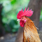 Portrait of cock