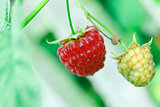Branch with two raspberries
