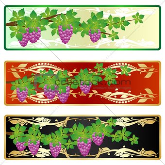 The branch of grapes