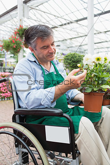 Man in wheelchair touching and admiring potted plant