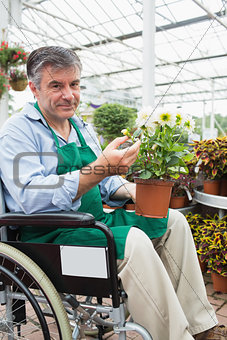 Man in wheelchair holding potted plant in garden center