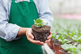 Garden center worker holding plant out of its pot
