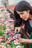 Garden center worker cutting flowers