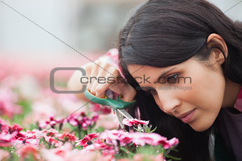Garden center carefully trimming flowers