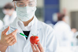 Student injecting tomato in the laboratory