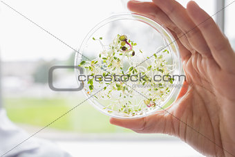 Tests of plants in petri dish