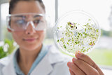 Chemist holding a pane with tests of plants