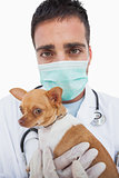 Worried male vet holding chihuahua