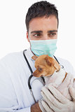 Worried male vet holding a sick chihuahua