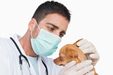 Male vet holding and examining the ear of a chihuahua