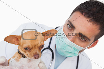 Worried male vet holding a cute chihuahua