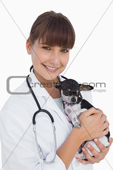 Cheerful female vet holding a cute chihuahua