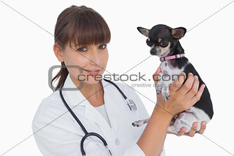Cheerful vet holding a chihuahua
