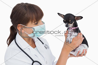 Vet with protective mask holding a chihuahua