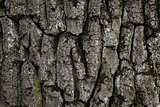 old oak bark texture