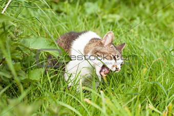 Angry cat in green grass