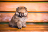 Pomeranian puppy on a bench