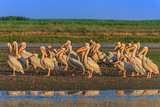 white pelicans (pelecanus onocrotalus)